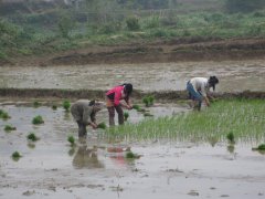 04-Planting rice